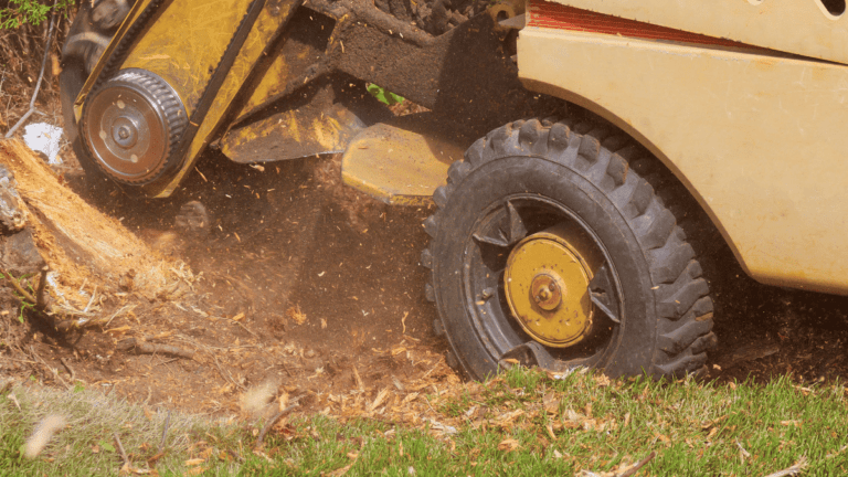 Customer Success Stories: How Stump Removal Transformed Rehoboth Beach Properties