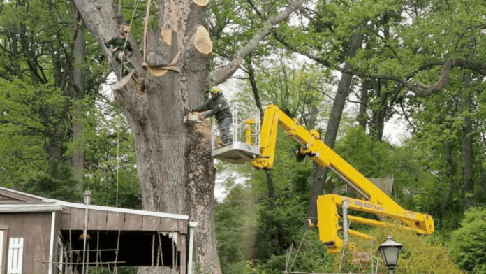 tree service in spring mount Pennsylvania